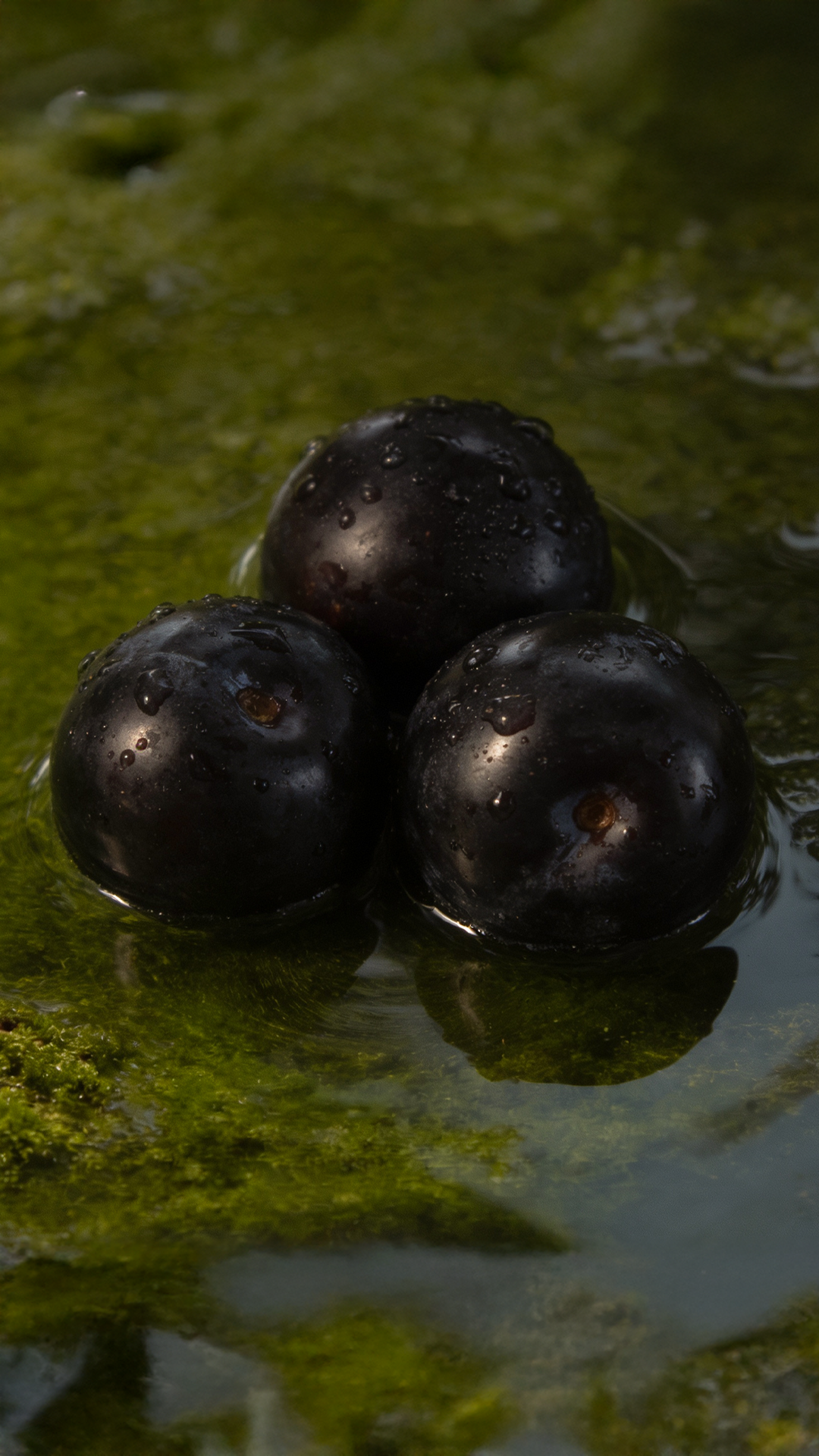 Black Plum