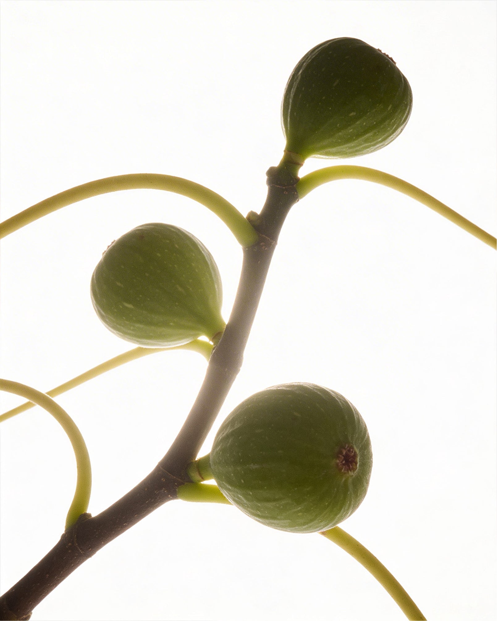 Fig Tree